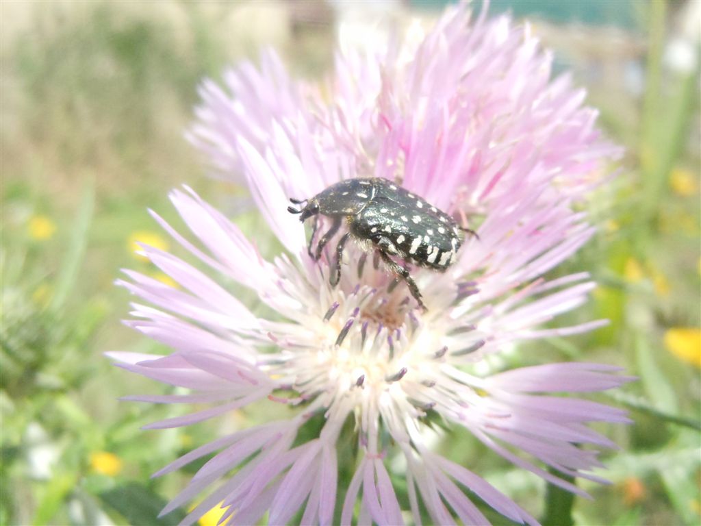 Folla al mercato dei fiori (Oxythirea e Halictidae)